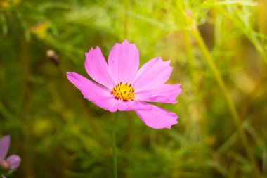 Renkli çiçeklerin arkaplan resmi