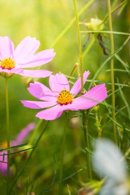 Renkli çiçeklerin arkaplan resmi
