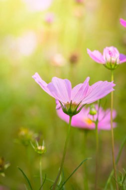 Renkli çiçeklerin arkaplan resmi