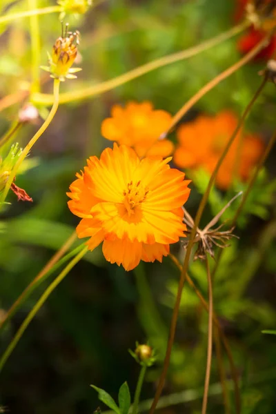 Das Hintergrundbild der bunten Blumen — Stockfoto