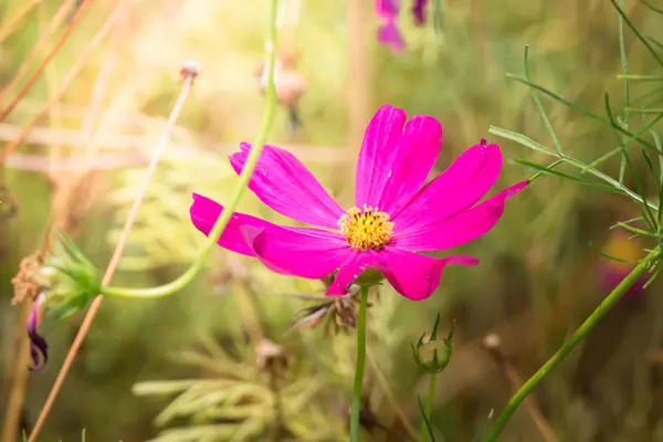 A imagem de fundo das flores coloridas — Fotografia de Stock