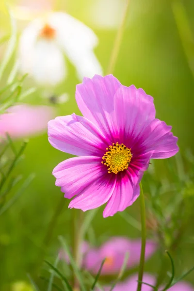 L'image de fond des fleurs colorées — Photo