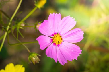 Renkli çiçeklerin arkaplan resmi