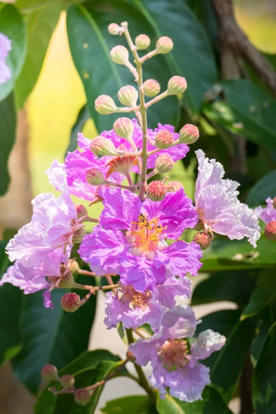 Das Hintergrundbild der bunten Blumen — Stockfoto