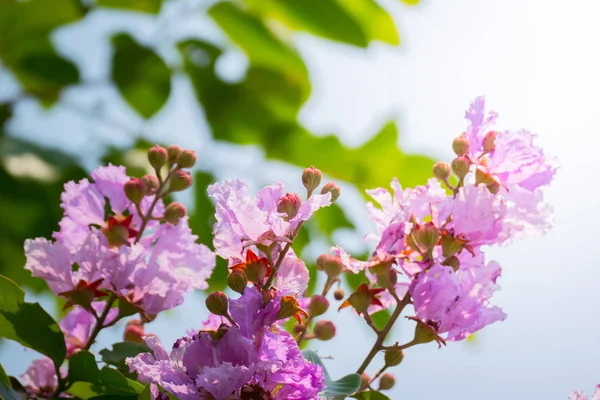 Renkli çiçeklerin arkaplan resmi