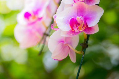 Renkli çiçeklerin arkaplan resmi