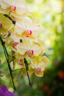 Renkli çiçeklerin arkaplan resmi