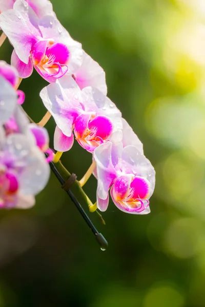 Das Hintergrundbild der bunten Blumen — Stockfoto