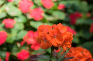 Renkli çiçeklerin arkaplan resmi