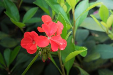 Renkli çiçeklerin arkaplan resmi