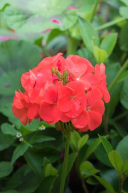 Renkli çiçeklerin arkaplan resmi