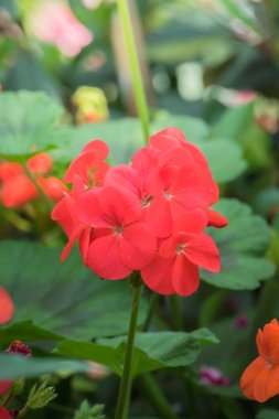 Renkli çiçeklerin arkaplan resmi