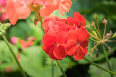 Renkli çiçeklerin arkaplan resmi