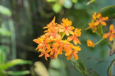 Renkli çiçeklerin arkaplan resmi