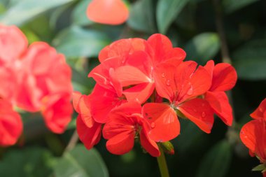 Renkli çiçeklerin arkaplan resmi