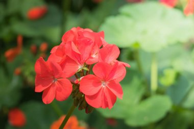 Renkli çiçeklerin arkaplan resmi