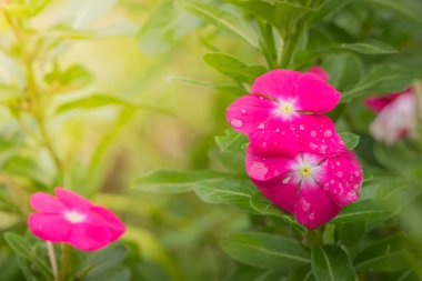 Renkli çiçeklerin arkaplan resmi