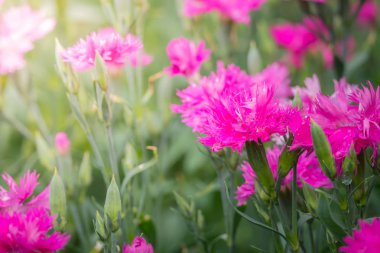 Renkli çiçeklerin arkaplan resmi