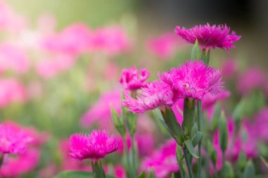 Renkli çiçeklerin arkaplan resmi