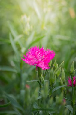 Renkli çiçeklerin arkaplan resmi
