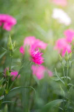 Renkli çiçeklerin arkaplan resmi