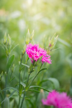 Renkli çiçeklerin arkaplan resmi