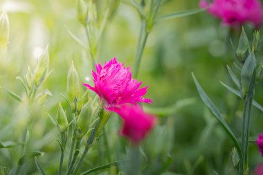 Renkli çiçeklerin arkaplan resmi