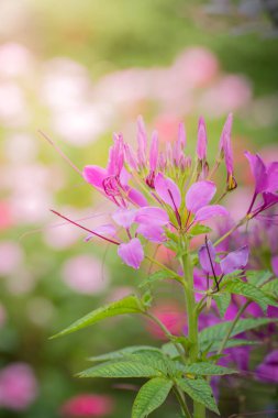 Renkli çiçeklerin arkaplan resmi