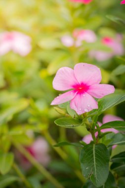 Renkli çiçeklerin arkaplan resmi