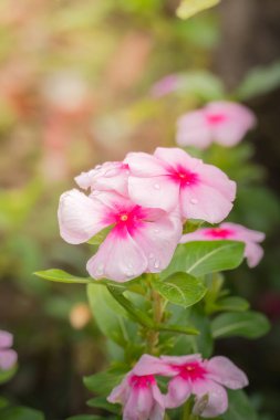 Renkli çiçeklerin arkaplan resmi