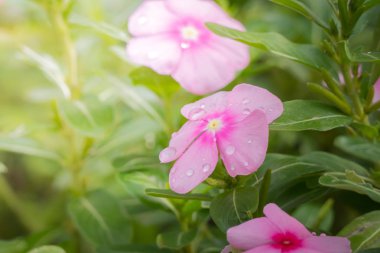 Renkli çiçeklerin arkaplan resmi
