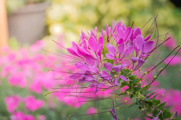 L'immagine di sfondo dei fiori colorati — Foto Stock