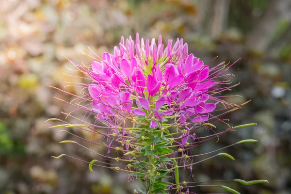 A imagem de fundo das flores coloridas — Fotografia de Stock