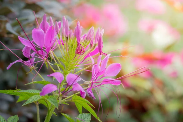 Obrázek pozadí barevných květin — Stock fotografie