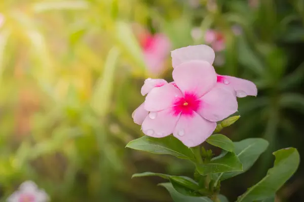 色とりどりの花の背景イメージ — ストック写真