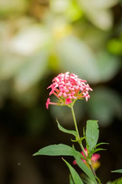 Renkli çiçeklerin arkaplan resmi