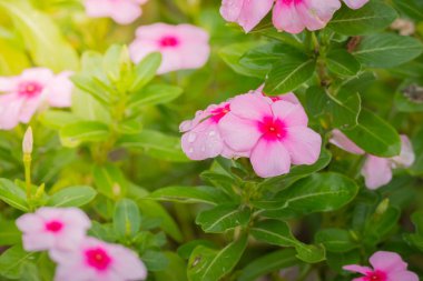 Renkli çiçeklerin arkaplan resmi