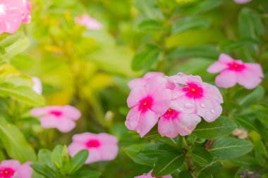 Renkli çiçeklerin arkaplan resmi