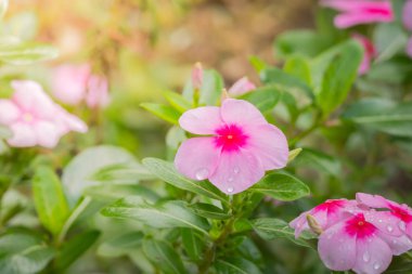 Renkli çiçeklerin arkaplan resmi