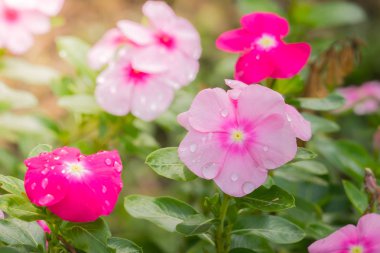 Renkli çiçeklerin arkaplan resmi