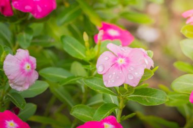 Renkli çiçeklerin arkaplan resmi