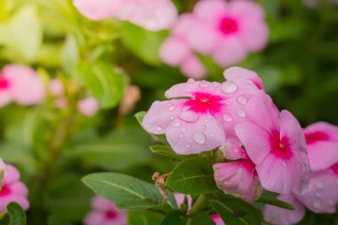 Renkli çiçeklerin arkaplan resmi