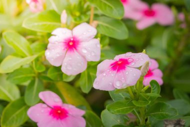 Renkli çiçeklerin arkaplan resmi