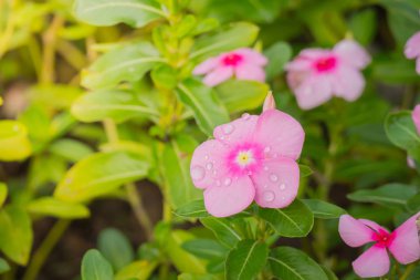 Renkli çiçeklerin arkaplan resmi