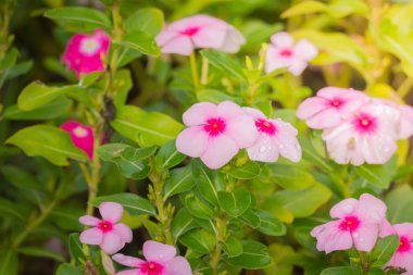 Renkli çiçeklerin arkaplan resmi