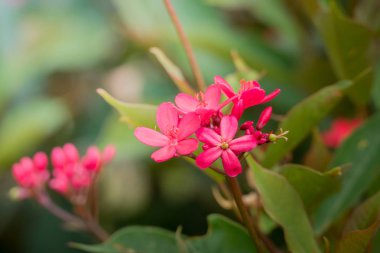 Renkli çiçeklerin arkaplan resmi