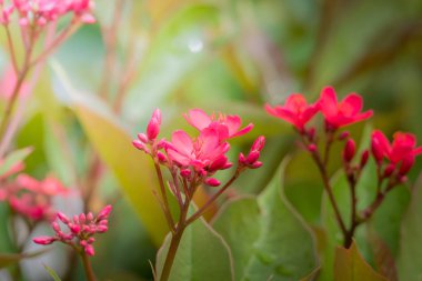 Renkli çiçeklerin arkaplan resmi