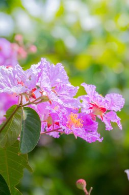 Renkli çiçeklerin arkaplan resmi