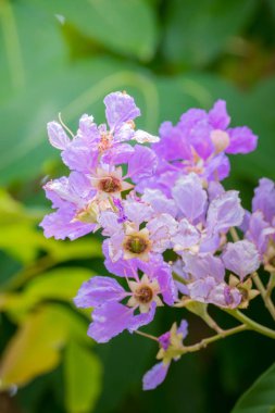 Renkli çiçeklerin arkaplan resmi