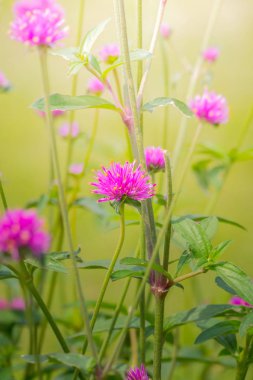 Renkli çiçeklerin arkaplan resmi